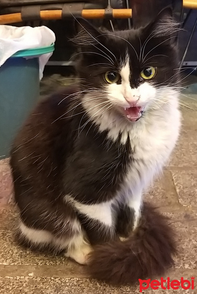 Tekir Kedi, Kedi  kizum fotoğrafı