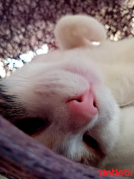 Tekir Kedi, Kedi  kizum fotoğrafı