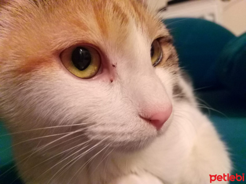 Tekir Kedi, Kedi  kizum fotoğrafı