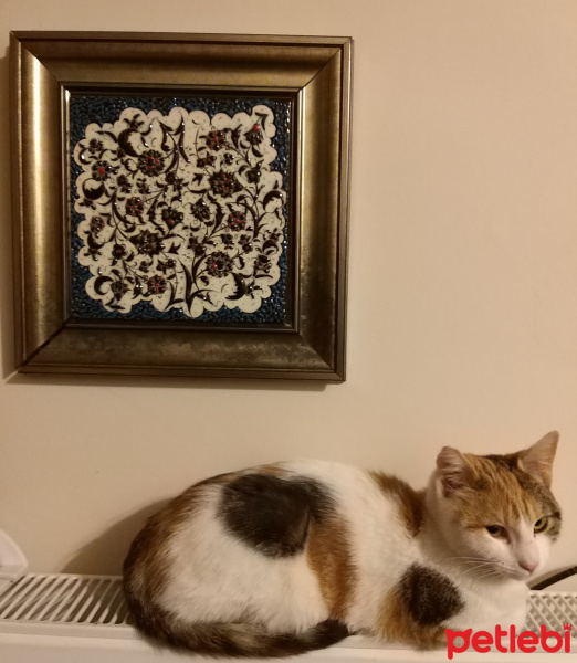 Tekir Kedi, Kedi  kizum fotoğrafı