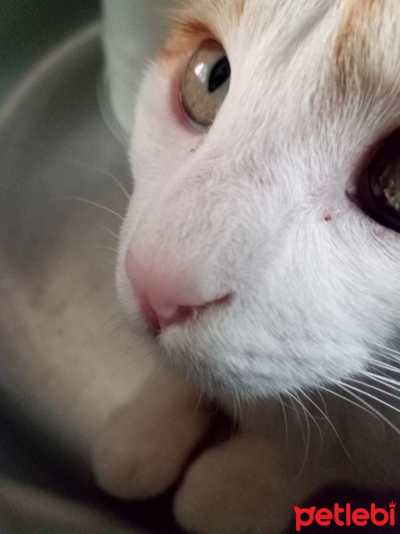 Tekir Kedi, Kedi  kizum fotoğrafı