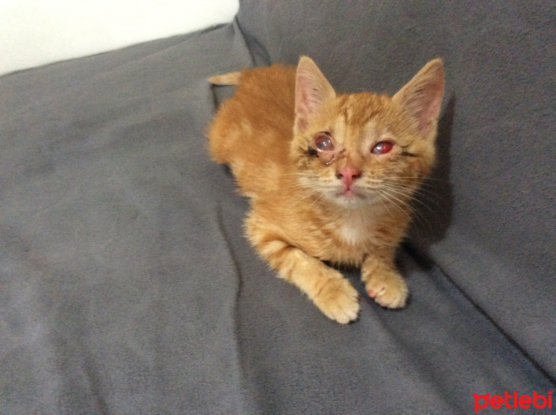 Sarman, Kedi  Mira fotoğrafı