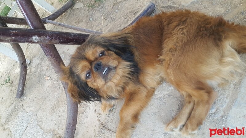 Pekingese, Köpek  Lucy fotoğrafı