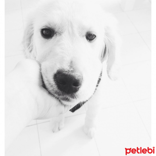 Golden Retriever, Köpek  Çakıl fotoğrafı