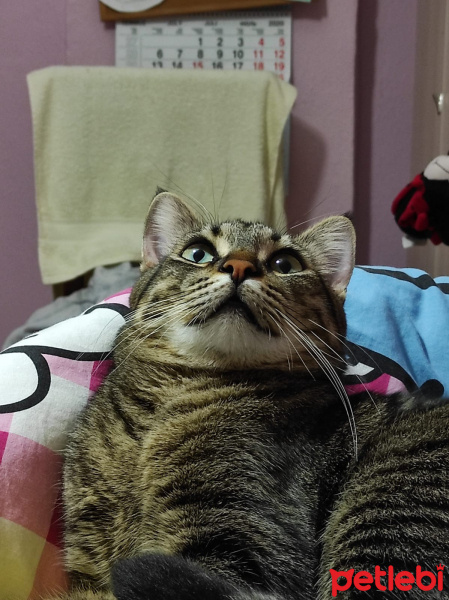 Tekir Kedi, Kedi  Pekmez fotoğrafı