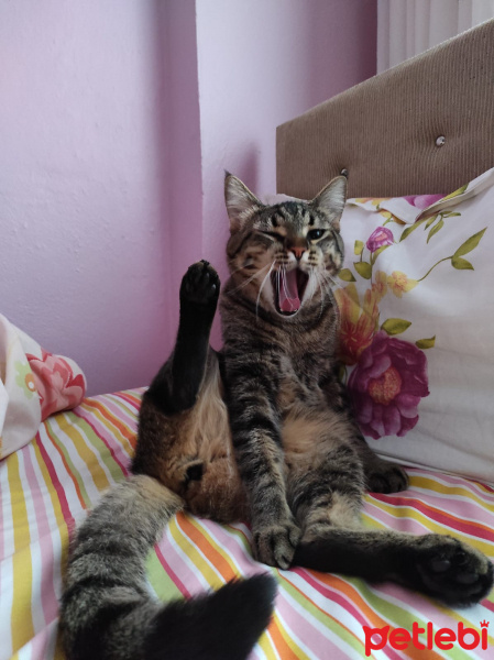 Tekir Kedi, Kedi  Pekmez fotoğrafı