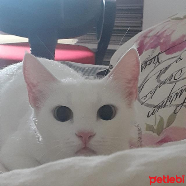 Tekir Kedi, Kedi  Fiona fotoğrafı
