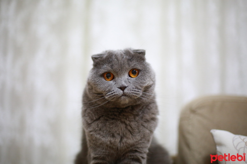 Scottish Fold, Kedi  miyu fotoğrafı