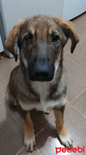 Sokö (Sokak Köpeği), Köpek  Korsan fotoğrafı
