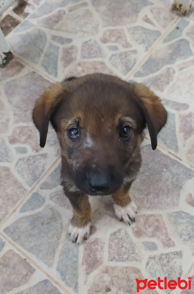 Sokö (Sokak Köpeği), Köpek  Korsan fotoğrafı