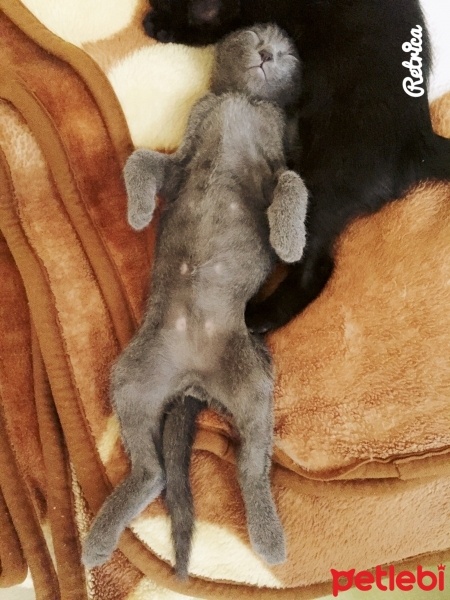Tekir Kedi, Kedi  Benjamin fotoğrafı