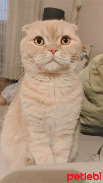 Scottish Fold, Kedi  Limon fotoğrafı