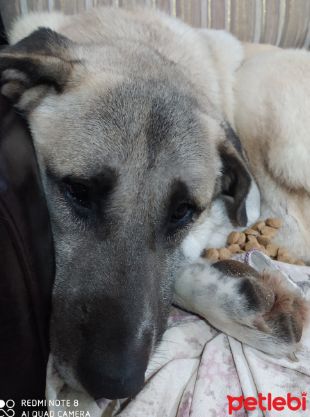 Sokö (Sokak Köpeği), Köpek  Beyaz fotoğrafı