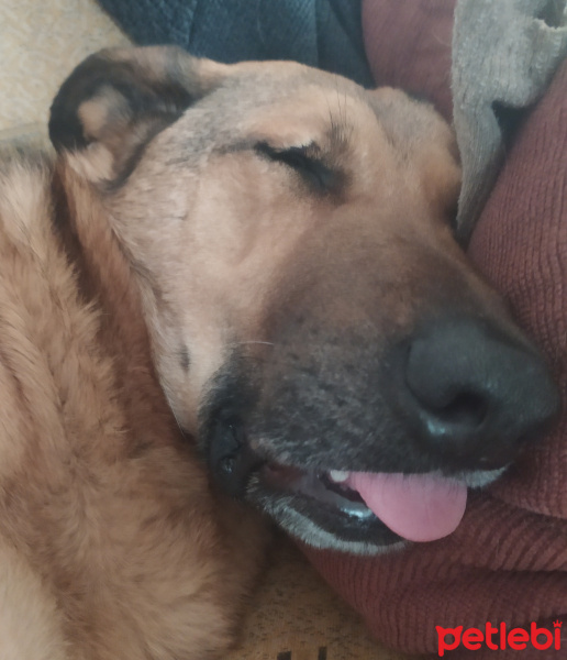 Sokö (Sokak Köpeği), Köpek  Kurdus fotoğrafı