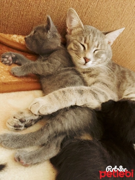 Tekir Kedi, Kedi  Asuman fotoğrafı