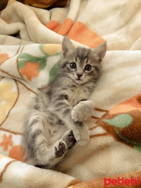Tekir Kedi, Kedi  Asuman fotoğrafı