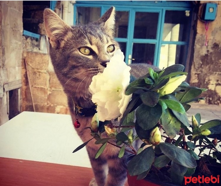 Tekir Kedi, Kedi  Asuman fotoğrafı