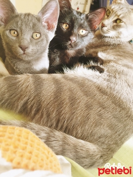 Tekir Kedi, Kedi  Asuman fotoğrafı