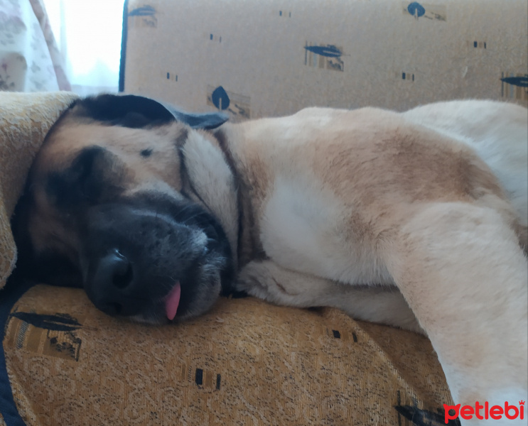 Sokö (Sokak Köpeği), Köpek  Kocakiz fotoğrafı