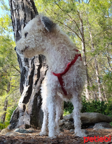 Maltese, Köpek  Kuzu fotoğrafı