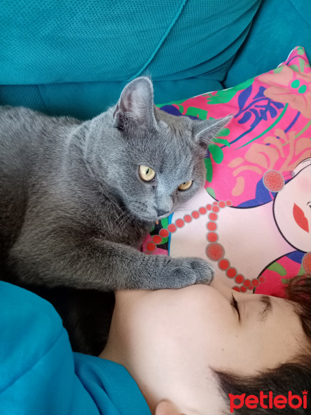 British Shorthair, Kedi  Duman Eren fotoğrafı