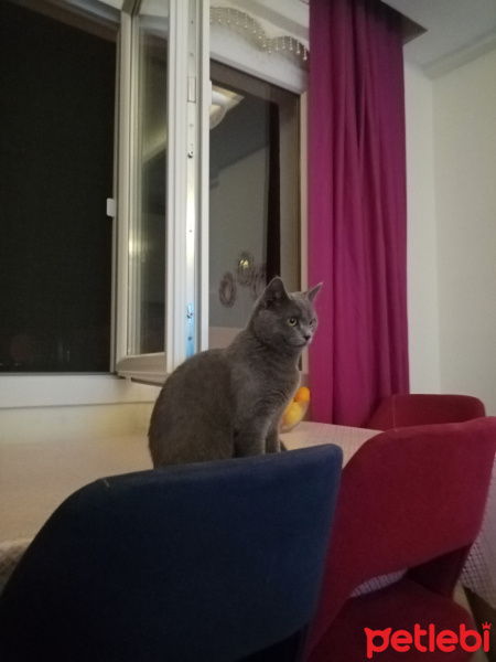 British Shorthair, Kedi  Duman Eren fotoğrafı