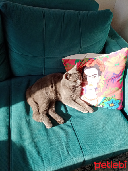 British Shorthair, Kedi  Duman Eren fotoğrafı