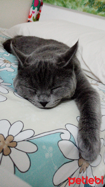 British Shorthair, Kedi  Duman Eren fotoğrafı
