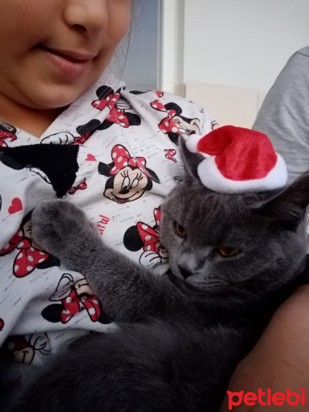 British Shorthair, Kedi  Duman Eren fotoğrafı