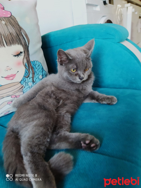 British Shorthair, Kedi  Duman Eren fotoğrafı