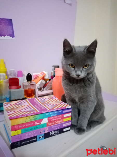 British Shorthair, Kedi  Duman Eren fotoğrafı