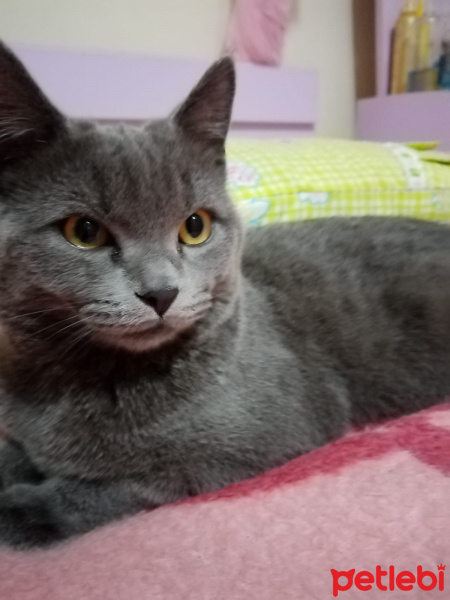 British Shorthair, Kedi  Duman Eren fotoğrafı