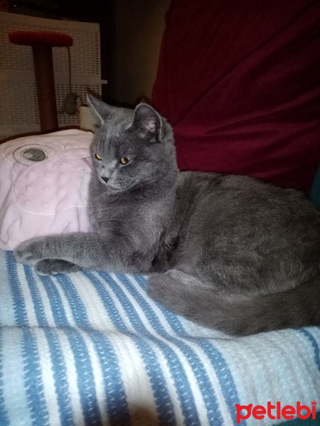 British Shorthair, Kedi  Duman Eren fotoğrafı