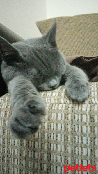 British Shorthair, Kedi  Duman Eren fotoğrafı