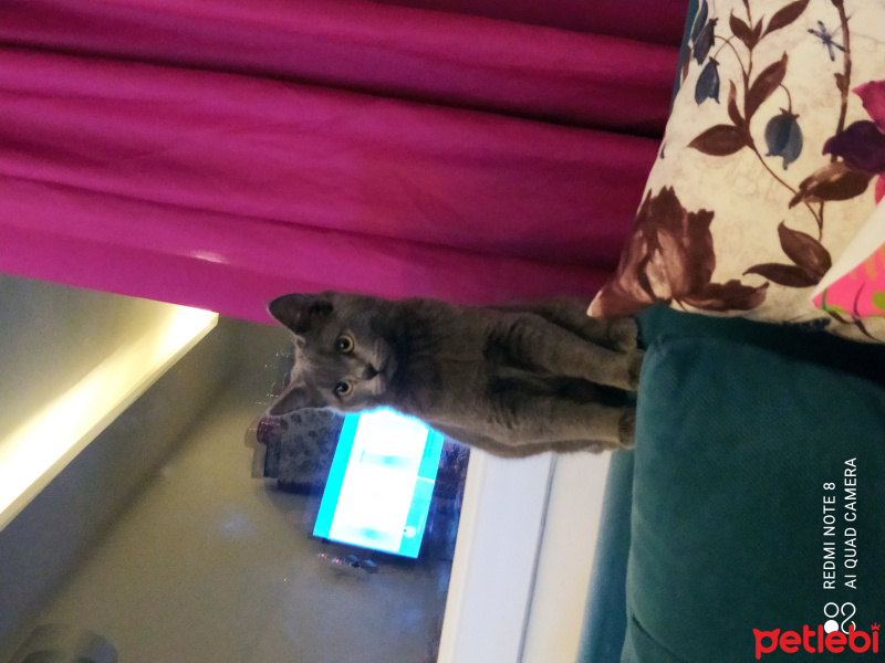 British Shorthair, Kedi  Duman Eren fotoğrafı