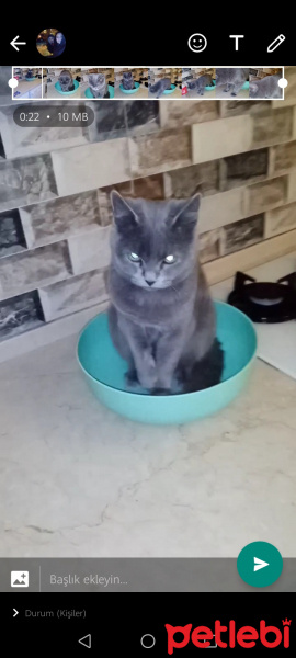 British Shorthair, Kedi  Duman Eren fotoğrafı