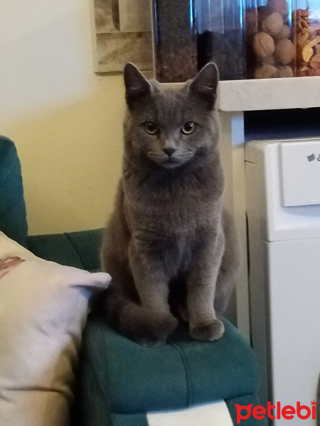 British Shorthair, Kedi  Duman Eren fotoğrafı
