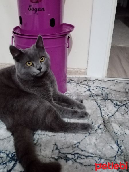 British Shorthair, Kedi  Duman Eren fotoğrafı