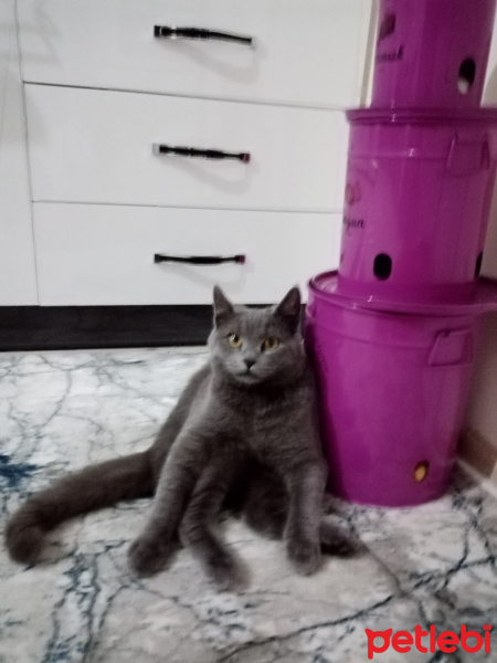 British Shorthair, Kedi  Duman Eren fotoğrafı