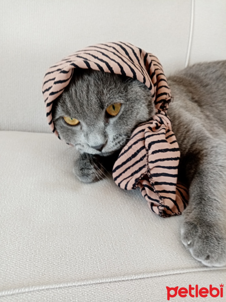 British Shorthair, Kedi  Duman Eren fotoğrafı