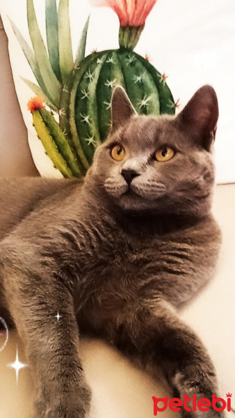 British Shorthair, Kedi  Duman Eren fotoğrafı