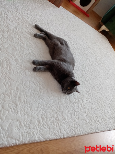 British Shorthair, Kedi  Duman Eren fotoğrafı