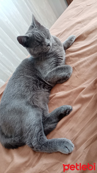 British Shorthair, Kedi  Duman Eren fotoğrafı