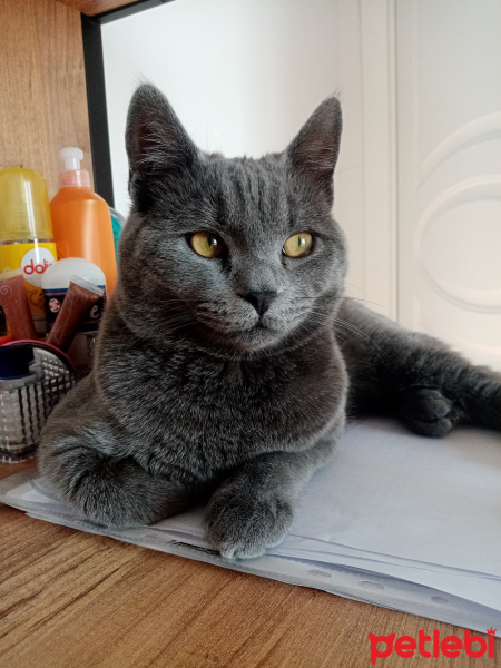 British Shorthair, Kedi  Duman Eren fotoğrafı