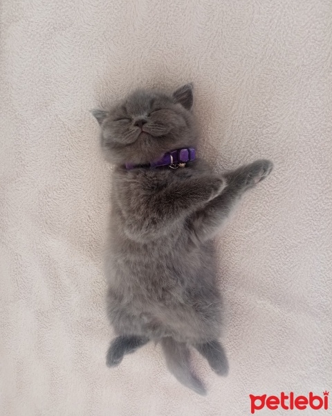 British Shorthair, Kedi  Duman Eren fotoğrafı