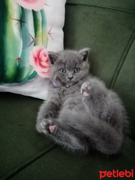 British Shorthair, Kedi  Duman Eren fotoğrafı