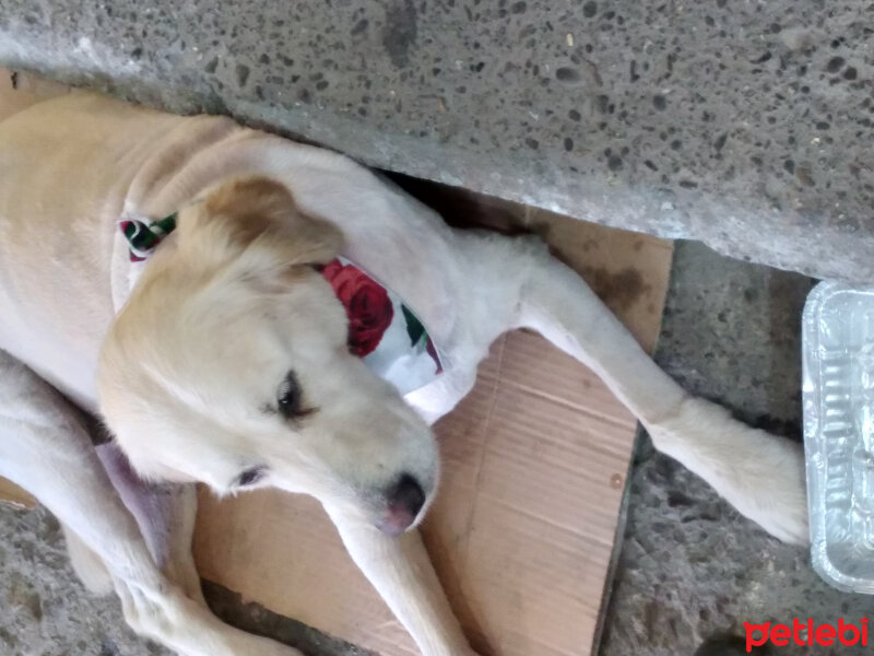 Golden Retriever, Köpek  Dost fotoğrafı