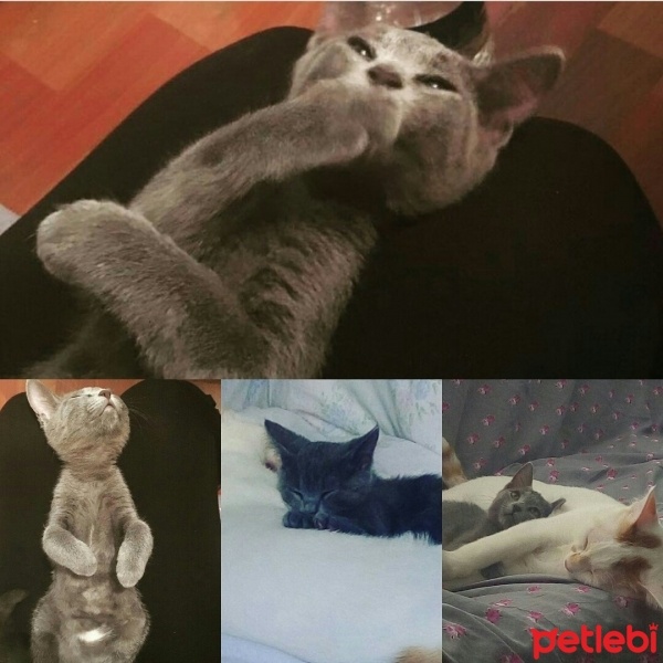 Bombay, Kedi  mia fotoğrafı