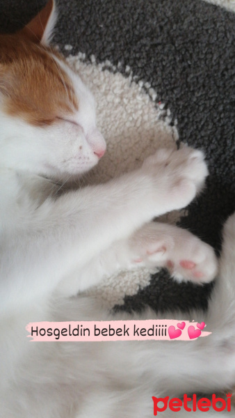 Norwegian Forest, Kedi  Pofi fotoğrafı