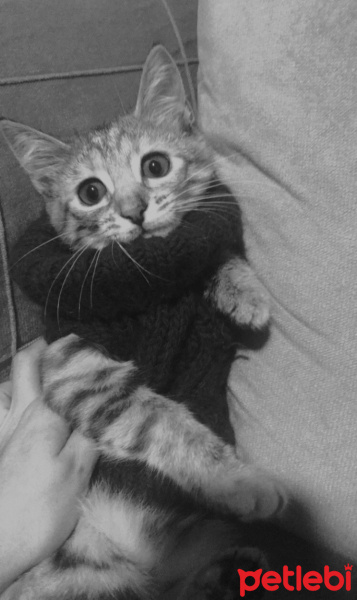 Soke, Kedi  Ballı fotoğrafı